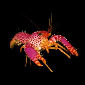 Enoplometopus Daumi - M