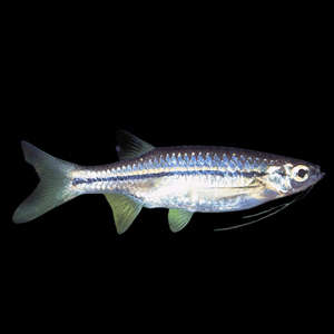 Flying Barb (4 - 4,5 Cm)