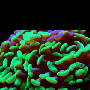 Frag - EUPHYLLIA ANCORA