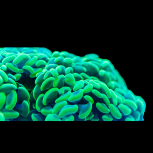 Ancora - HAMMER CORAL