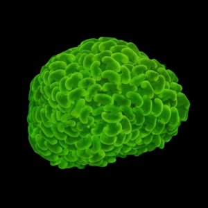 Frag - EUPHYLLIA ANCORA TOXIC