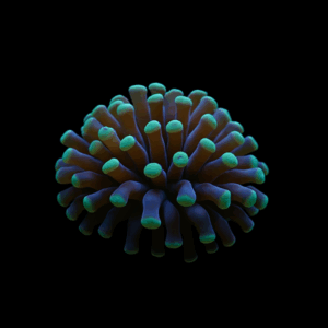 Paraancora Toxic -Frag - EUPHYLLIA PARAANCORA TOXIC