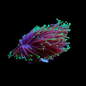 Paradivisa- Frag - EUPHYLLIA PARADIVISA- FRAG