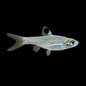 Eye Spot Rasbora (1 - 1,5 Cm)