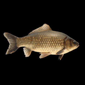 F1 Carp 10cm X 10