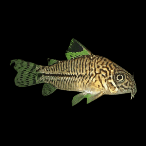 False Julli Corydoras (2,5 - 3 Cm)
