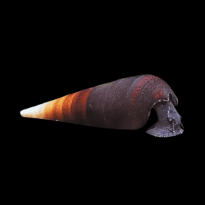 Cappuccino Devil Thorn Snail (3 - 5cm)