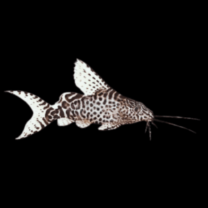Feather Fin Synodontis Catfish (2 - 3 Cm)