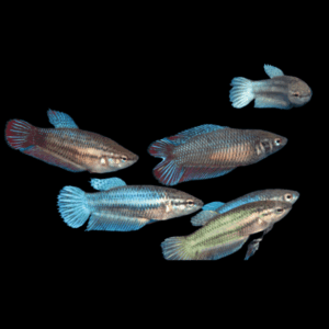 Assorted Female Fighting Fish (3 - 3,5 Cm)