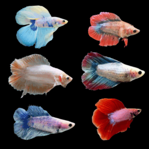 Assorted Double Tail Female Fighting Fish (L)