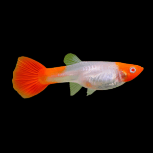 Female Red Cap Guppy (2 - 3 Cm)