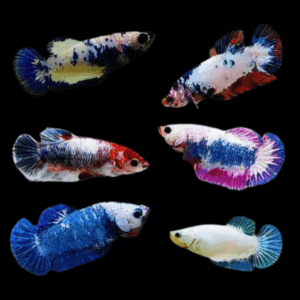 Assorted Half Moon Female Fighting Fish (Xl)