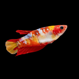 Plakat Koi Female Fighting Fish (L)