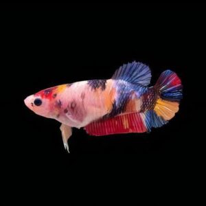 Half Moon Koi Female Fighting Fish (Xl)
