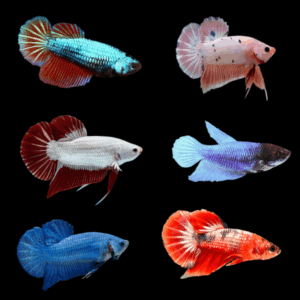 Assorted Plakat Female Fighting Fish (L)