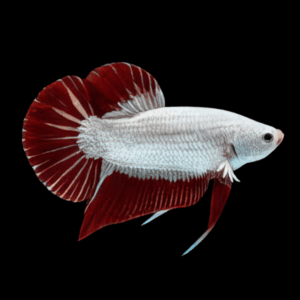 Dragon Plakat Male Fighting Fish (Xl)