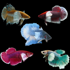 Assorted Super Delta Dumbo Female Fighting Fish (M)