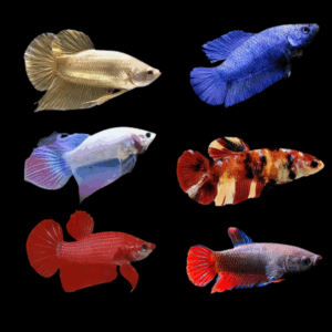 Assorted Super Delta Female Fighting Fish (Xl)