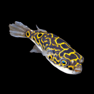 Figure Of Eight Pufferfish (3 - 4 Cm)