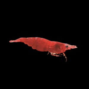 Fire Red Cherry Shrimp (1 Cm)