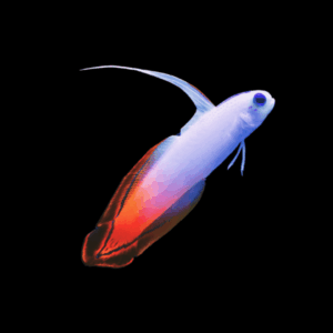 Firefish Goby - M