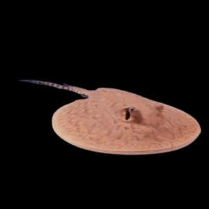Freshwater Fireball Boesemani Stingray Potamotrygon Boesemani 20cm - Female