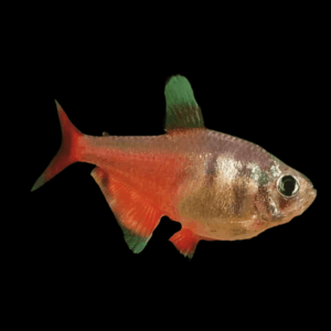 Diamond Flame Tetra (2,5 Cm)