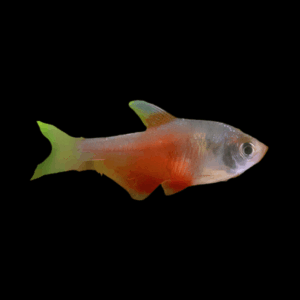Flame Tetra (> 3 Cm)