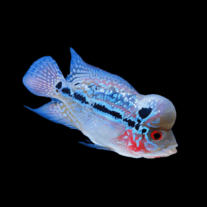 Flowerhorn Cichlid (4 - 5 Cm)