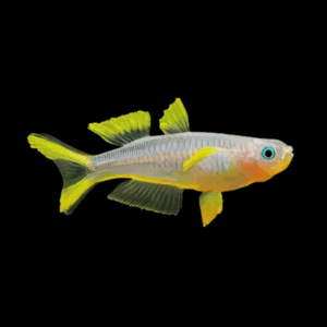 Fork Tail Blue Eye Rainbow Fish (1 - 1,5 Cm)