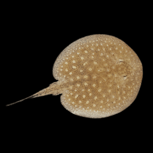 Freshwater Raspy River Mosaic Stingray Potamotrygon Scobina 20cm - Female