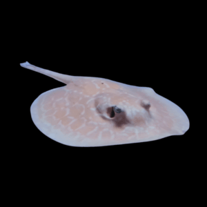 Freshwater Red Ruby Hybrid Albino Stingray Potamotrygon Jabuti 20cm - Female