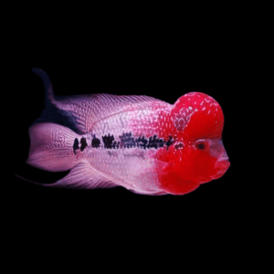 Hi Grade Flowerhorn Cichlid (7 - 9 Cm)