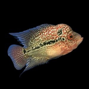 Flowerhorn Cichlid (6 - 7 Cm)