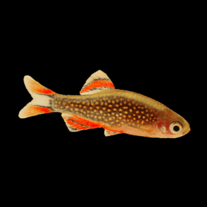 Danio Margaritatus/Microrasbora Sp. Galaxy- Galaxy Rasbora 1-1,5cm