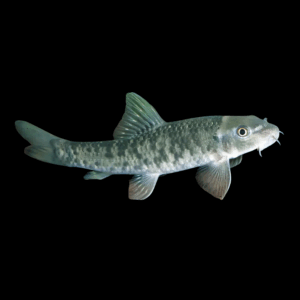 Doctor Fish (3 - 4 Cm)