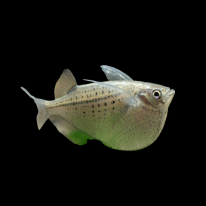 Spotted Hatchetfish (3 - 4 Cm)