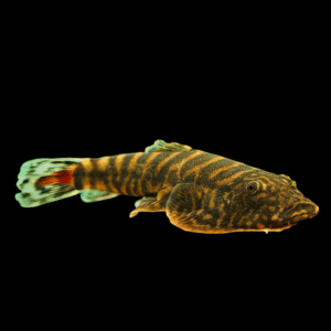 Red Tail Ocellated Loach (4 - 5 Cm)