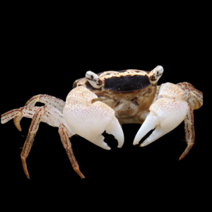 Batik Crab (3 - 4 Cm)