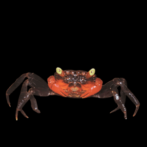 Midnight Red Claw Crab (3 - 4 Cm)