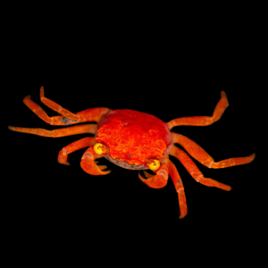 Red Batik Crab (3 - 4 Cm)