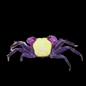 Vampire Banana Crab (4 Cm)