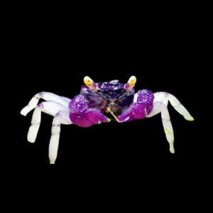 Vampire White Leg Crab (3 - 4 Cm)