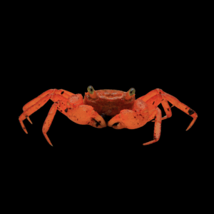 Orange Vampire Crab (2 - 3 Cm)