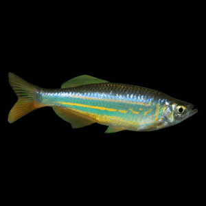 Giant Danio (3 - 4cm)