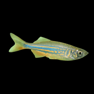 Danio Aequipinnatus Malabaricus Giant Danio 2cm