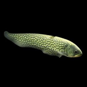 Giant Marbled Reticulated Arowana Knifefish (15 - 20 Cm)