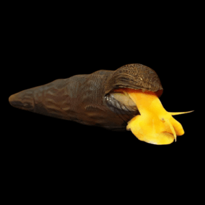 Orange Rabbit Snail (4 - 6cm)