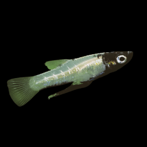 Metallic Livebearer (3 - 4 Cm)