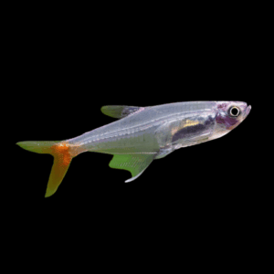 Glass Bloodfin Tetra (3,5 Cm)